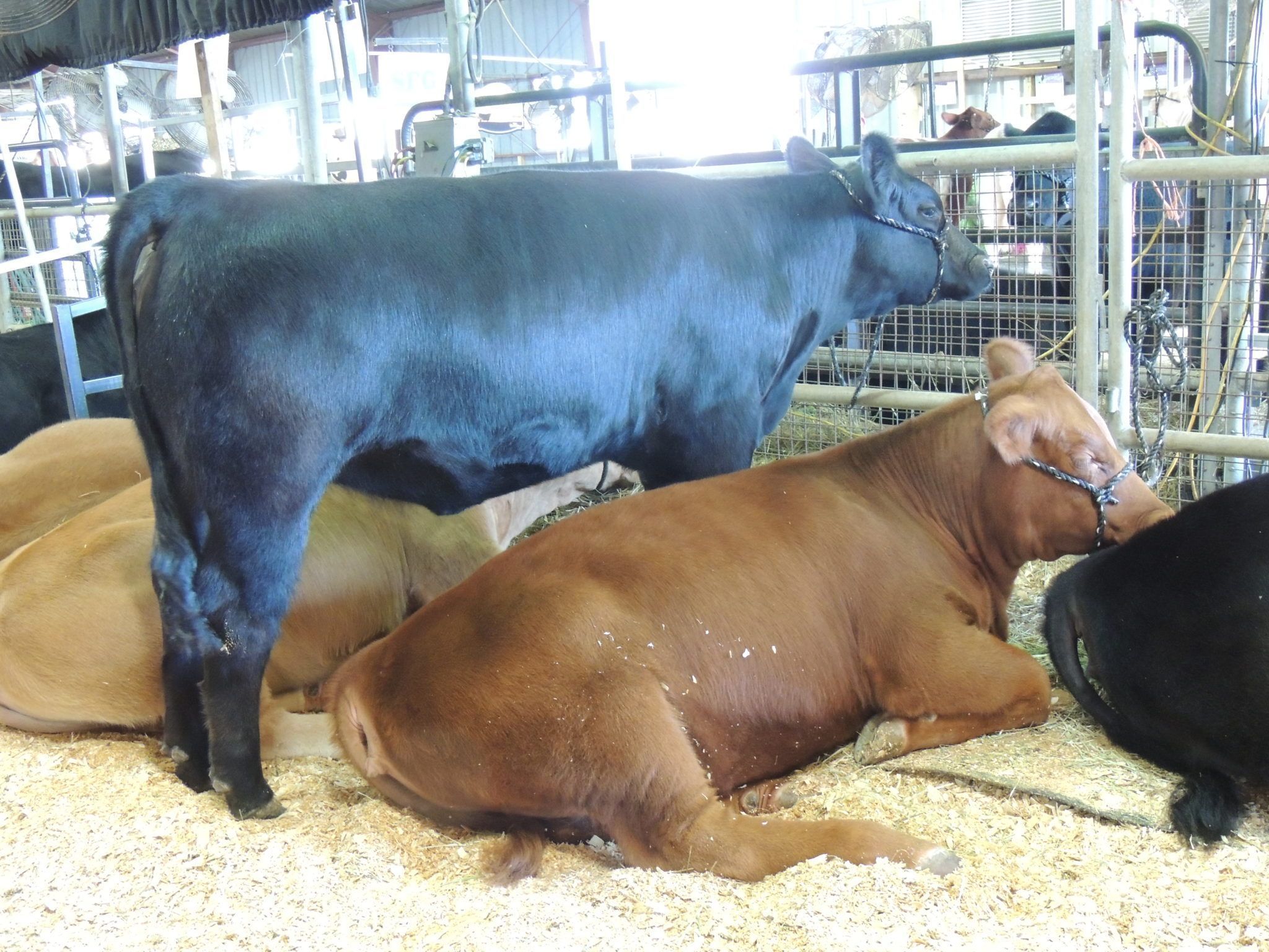 beef-cattle-south-carolina-state-fair